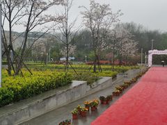 -武汉大学-樱园
