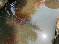 -白马涧龙池景区