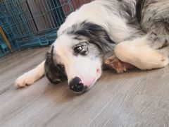 -浣熊柯尔鸭土拨鼠·电玩咖