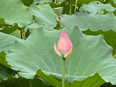 -荔湾湖公园