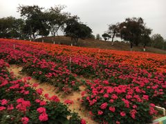 -松山湖梦幻百花洲