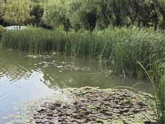 -新虹桥中心花园