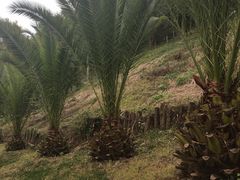 -世界恐龙谷景区