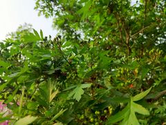 -石家庄市植物园