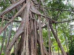 -中国科学院西双版纳热带植物园