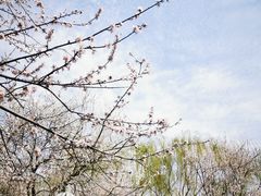 -桃花堤公园
