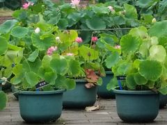 -国家植物园南园