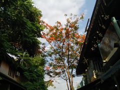 -半坡九号老挝冰咖啡