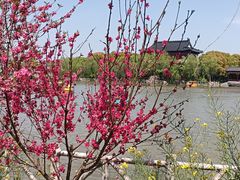 -南汇桃花村