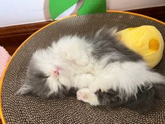 -babydoll猫舍·米努特·德文·缅因(久光中心店)