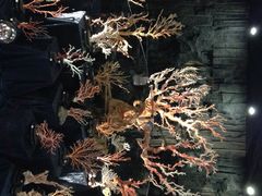 -绮丽珊瑚(台北101旗舰门市店)