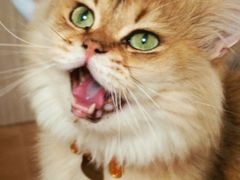 -唐小姐の私宠·宠物洗护美容·撸猫馆·购宠(周浦万达旗舰店)