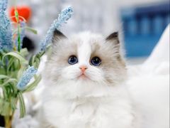 -70cat德文卷毛猫·缅因猫纯种猫舍