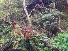 iphone_upload_pic-阳台山自然风景区