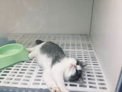 -lincat·猫舍(广州店)