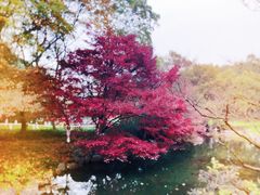 -西湖外事游船(花港观鱼码头)