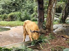 -海南热带野生动植物园