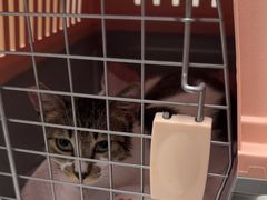 -瑞派康怡24h宠物医院·犬猫医疗中心·微创绝育(瑞景分院)