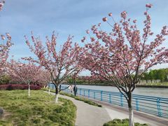 -高东镇樱花园