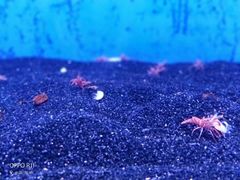 -芜湖新华联大白鲸海洋公园