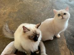 -喵屿·大理花园猫咖