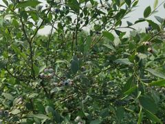 -金谷域澳洲庄园