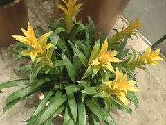 -北京朝阳悠唐皇冠假日酒店