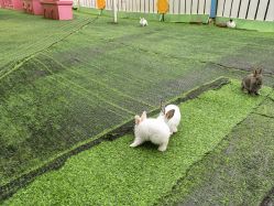 -萌宠亲子动物乐园(槐房万达店)