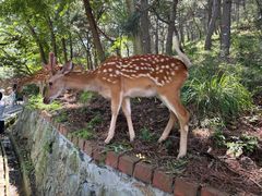 -大连森林动物园