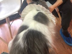 -李小姐の猫咖啡馆(五角场店)