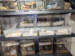 -酷以爬仙阁实体爬宠店·守宫·蜥蜴·专业繁育