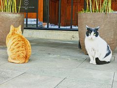 -ZARA(成都远洋太古里店)