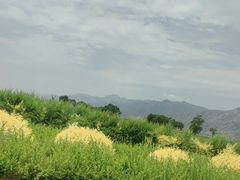-哈素海