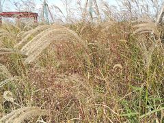 -春花秋色城市公园