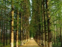 -渡海小渔村.老辈日照菜
