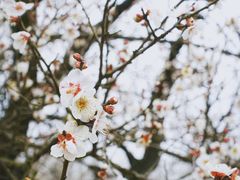 -香雪海