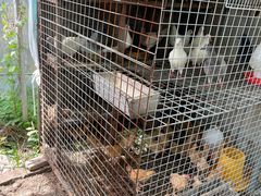 -马陆小张葡萄园农家乐