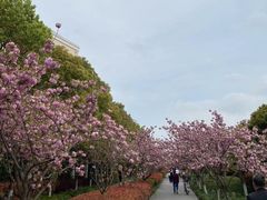 -高东镇樱花园