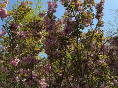 -长白岛森林公园