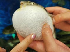 -肆月河豚·新淮扬(金融街店)