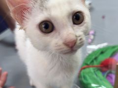 -宠物星动物医院·眼科·异宠·猫科(江南大道总院)