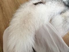 -Husky Go! 哈士奇体验馆·宠物咖啡厅狗咖