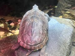 -上海海洋水族馆