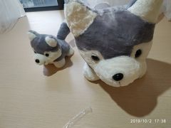 -Husky Go! 哈士奇体验馆·宠物咖啡厅狗咖