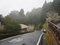-阿里山神木遗迹