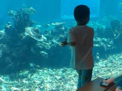 -海棠湾洲际-涛·海底餐厅·美人鱼·自助餐·海底隧道