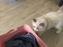 -东方名猫馆·英短金渐层布偶猫舍(环线广场1号楼店)