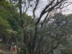 -普陀山风景区-佛顶山