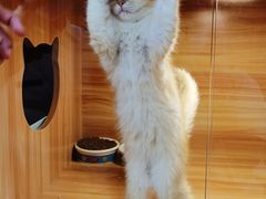 -猫十亿·布偶金渐层·曼基康矮脚猫舍(青年路店)