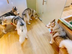 -Husky Go! 哈士奇体验馆·宠物咖啡厅狗咖